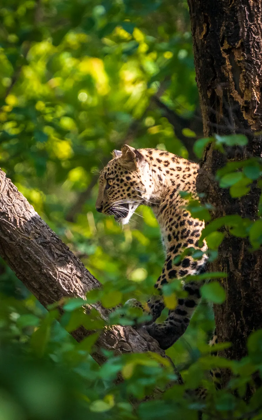 Indian leopard crouched along a mossy branch in dappled forest light