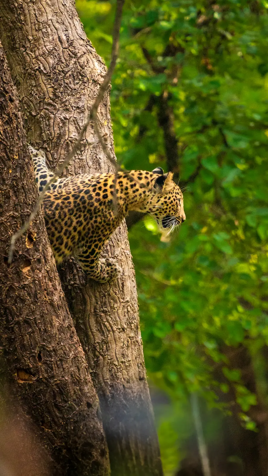 Indian leopard climbing down a tree trunk amid green leaves