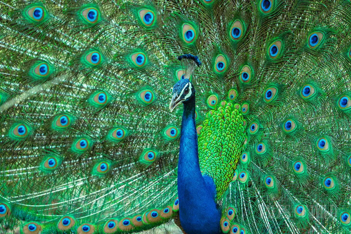 Indian peafowl displaying its full train of iridescent feathers
