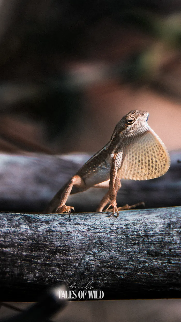 Fan-throated lizard displaying its extended dewlap while perched on a weathered log