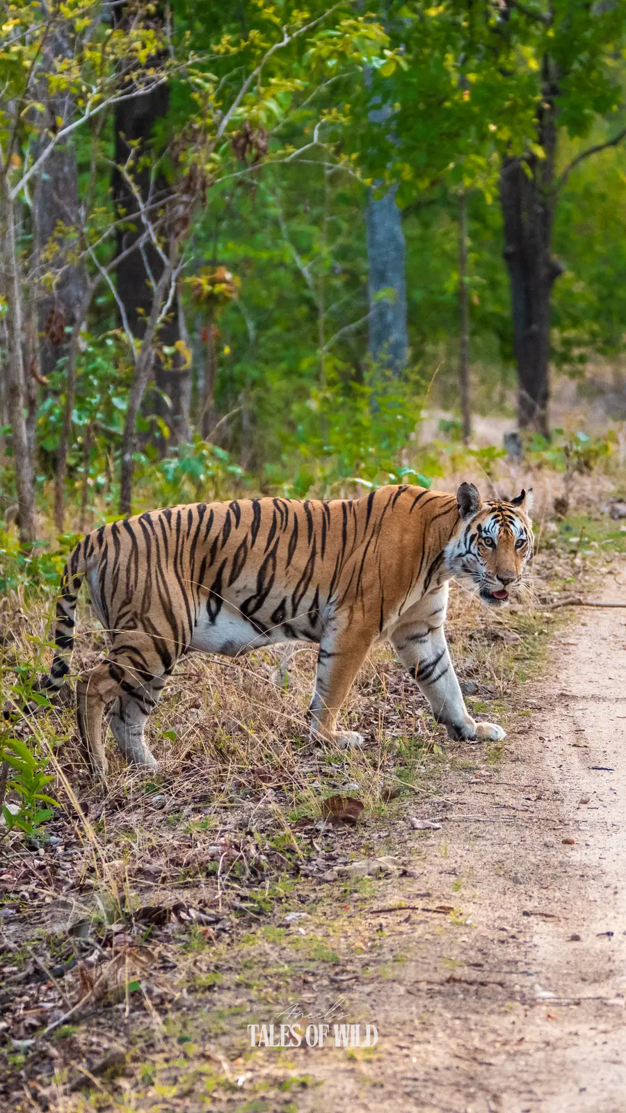 Bengal tiger crossing a forest track between walls of green undergrowth