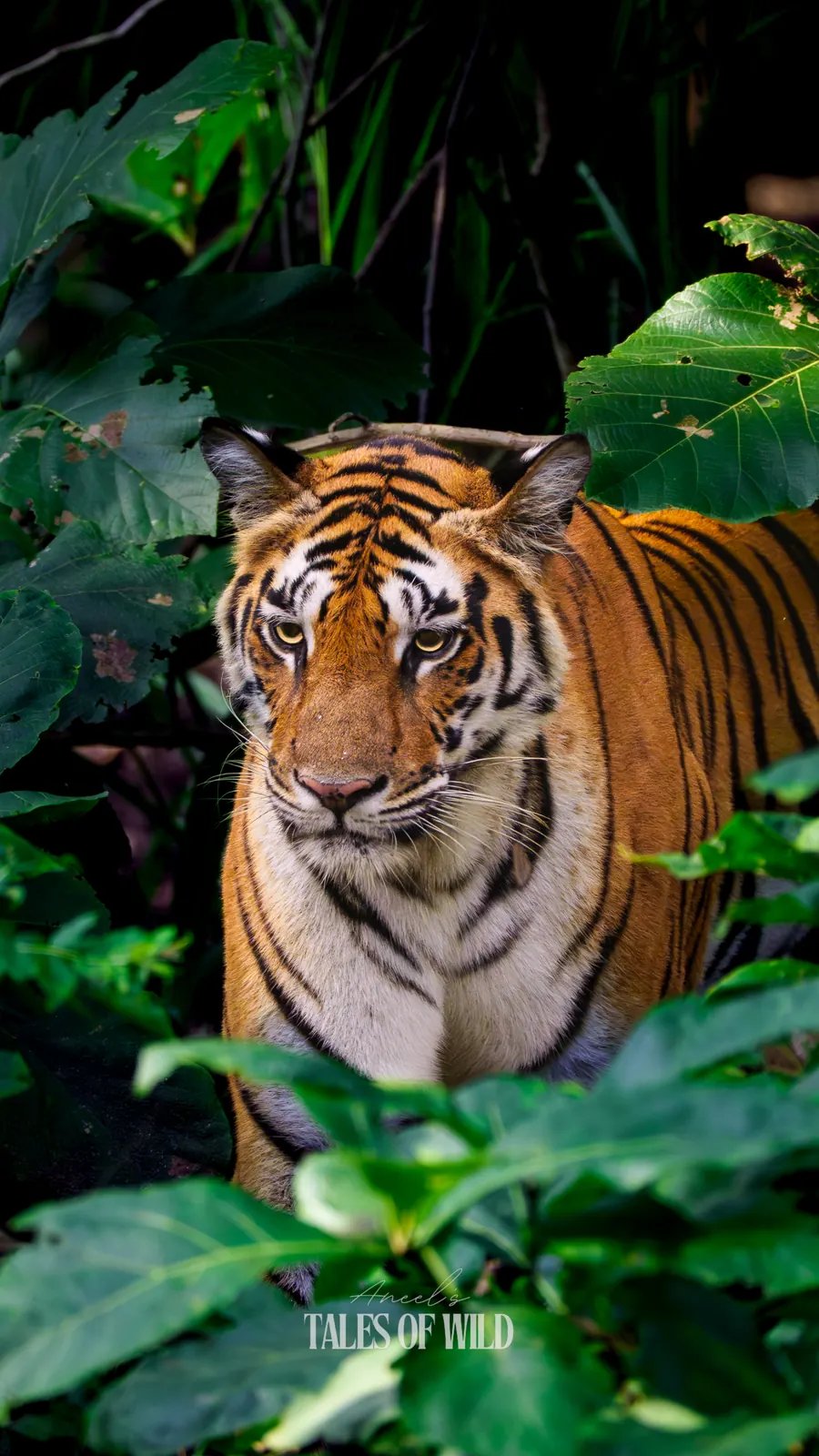 Bengal tiger watching from behind dense green monsoon foliage