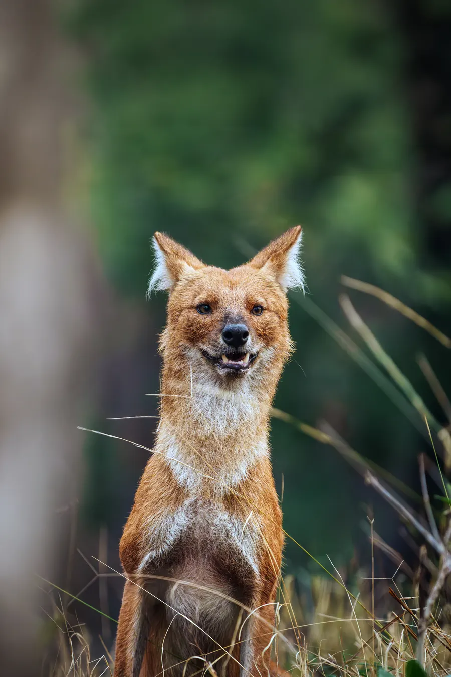 Dhole, the Indian wild dog, sitting upright in golden grassland