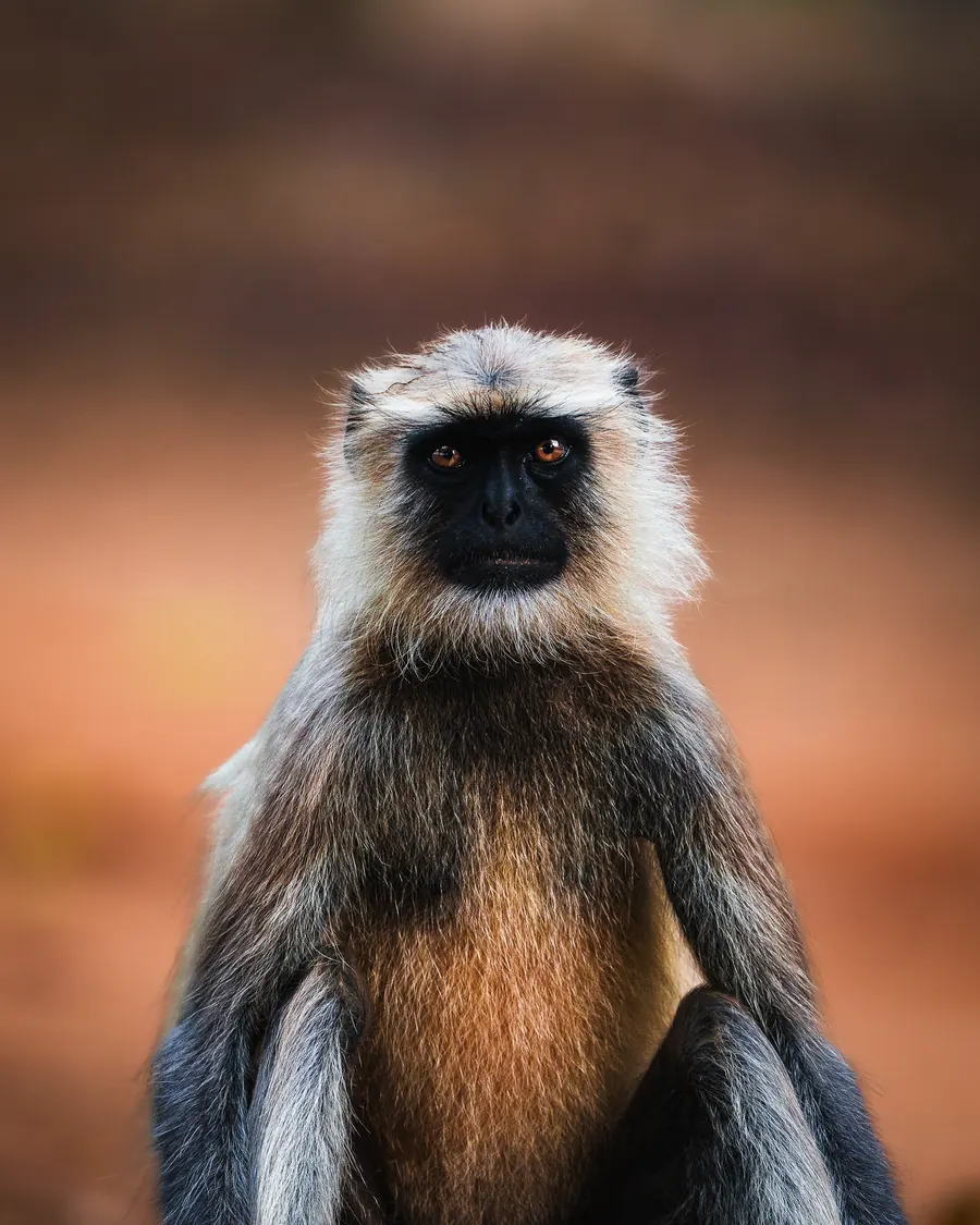 Gray langur sitting calmly, photographed as a close portrait