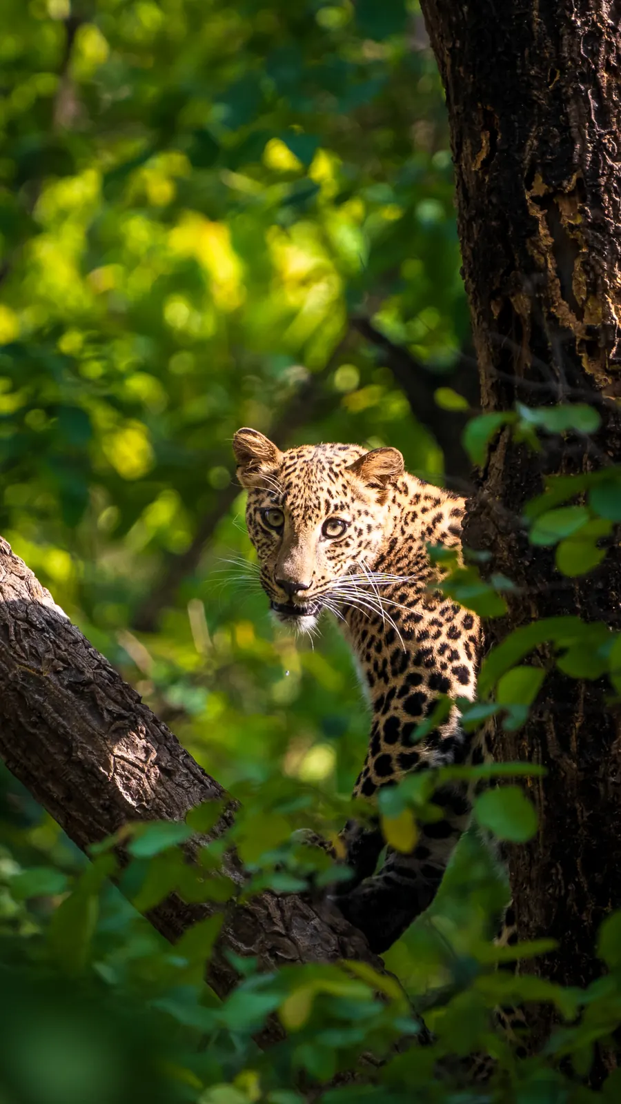 Indian leopard peering around a tree trunk through green foliage
