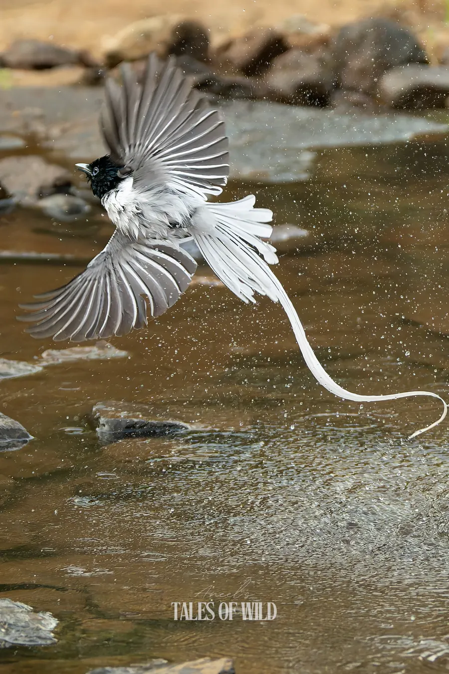 Indian paradise flycatcher taking off from a stream with wings spread and tail streamers trailing