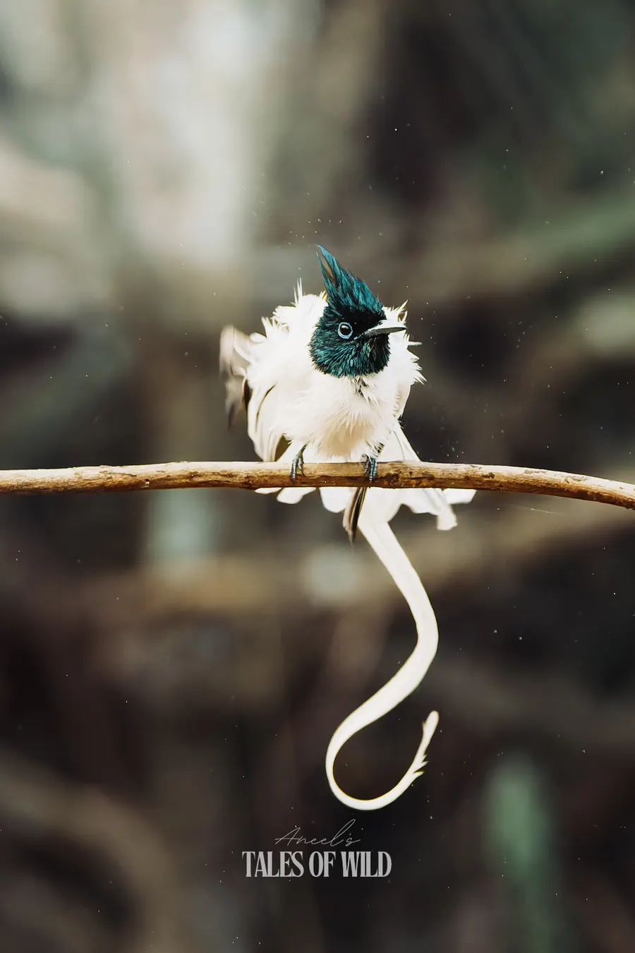 Indian paradise flycatcher with long white tail streamers perched on a bare twig