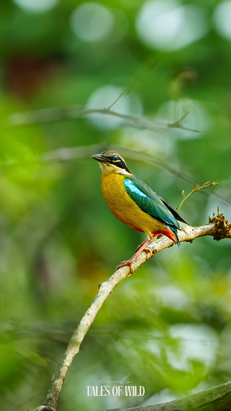 Indian pitta perched on a thin branch against soft green forest light