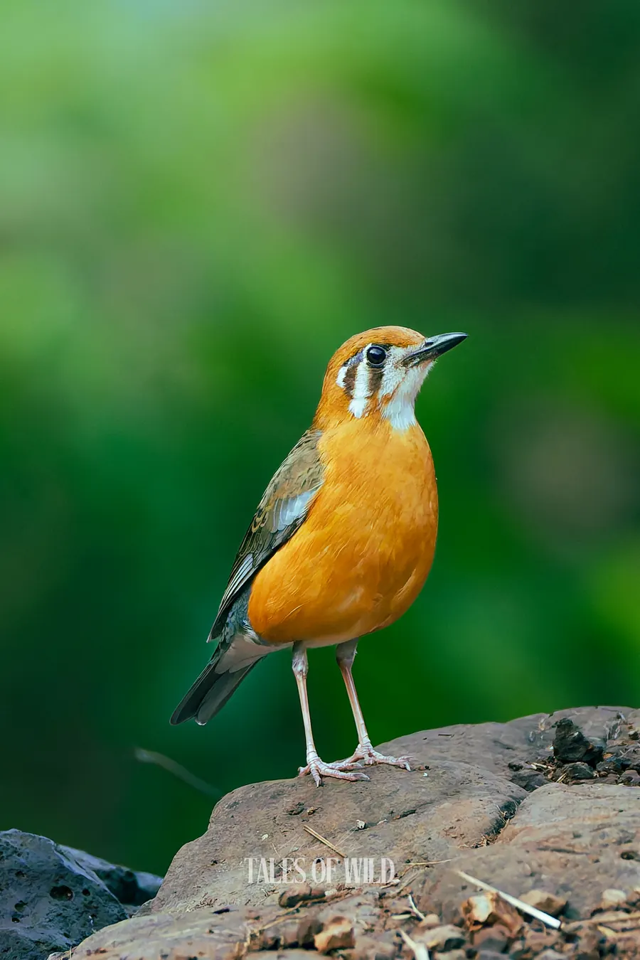 Orange-headed thrush standing alert on a rock against a green backdrop
