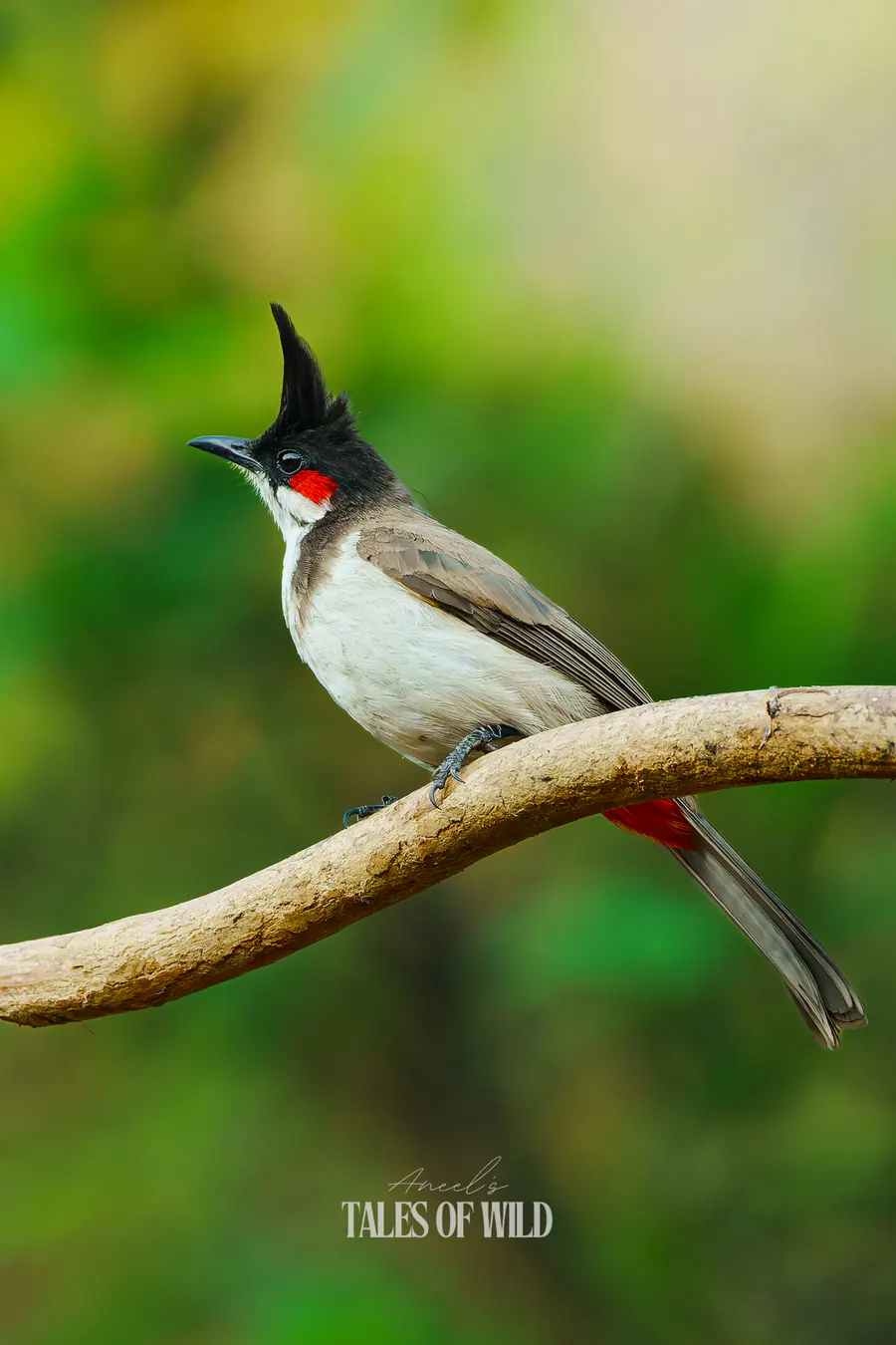 Red-whiskered bulbul with its crest raised, perched on a curved branch