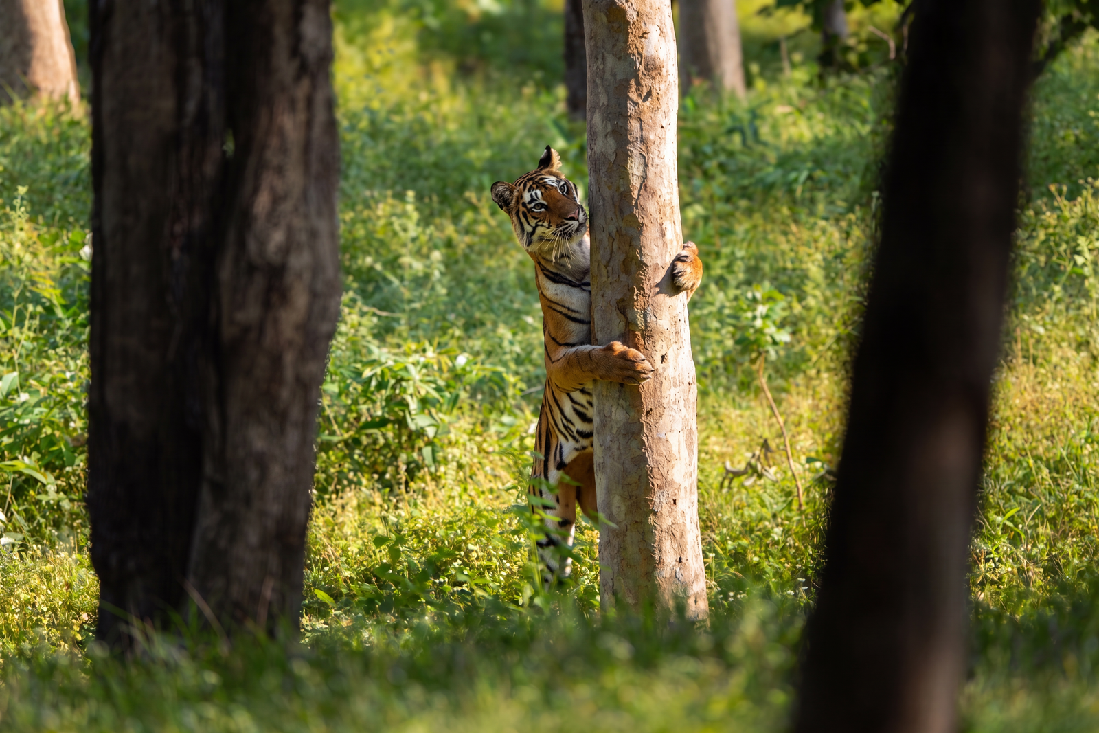 Tiger standing upright against a tree trunk in a green sal forest, seen from a distance
